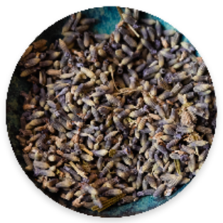 Parker Mountain Comfort Wraps come in 4 signature scents: Unscented, Lavender, Spearmint, and Peppermint. Pictured is dried lavender seeds that are used within the product to provide the everlasting scent.